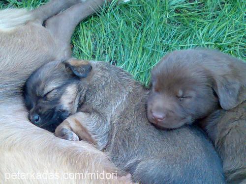 panpuf Dişi Golden Retriever