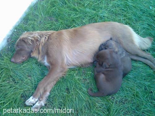 panpuf Dişi Golden Retriever