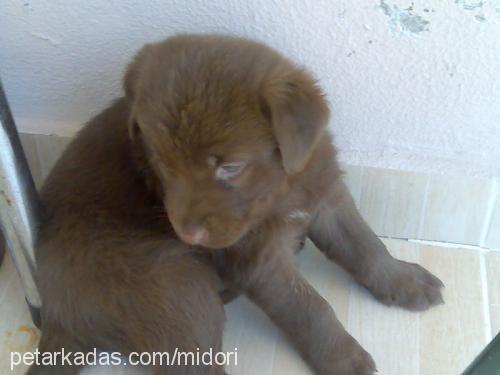 panpuf Dişi Golden Retriever