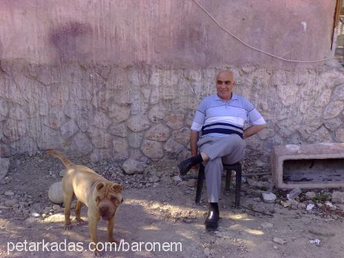 asİ Erkek Çin Shar-Pei