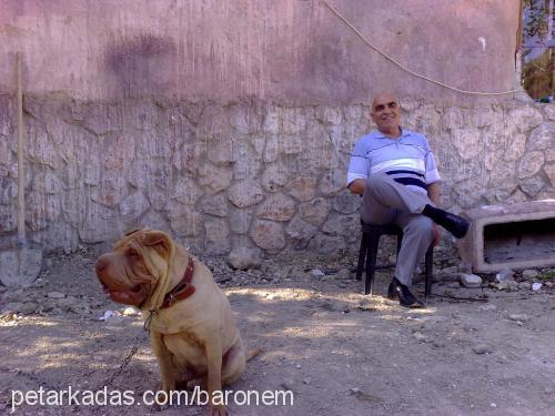 asİ Erkek Çin Shar-Pei