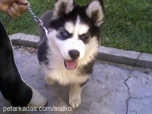 asil Erkek Sibirya Kurdu (Husky)