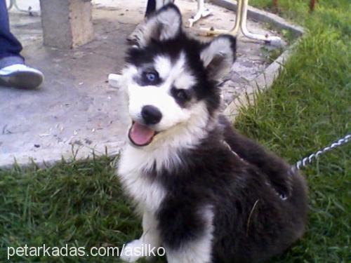 asil Erkek Sibirya Kurdu (Husky)