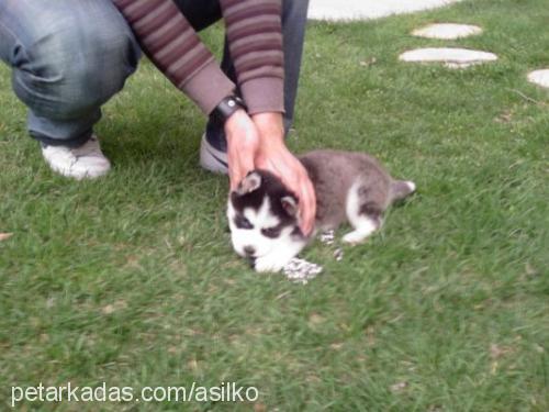 asil Erkek Sibirya Kurdu (Husky)