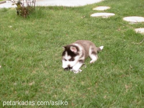 asil Erkek Sibirya Kurdu (Husky)