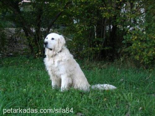 şila Dişi Golden Retriever