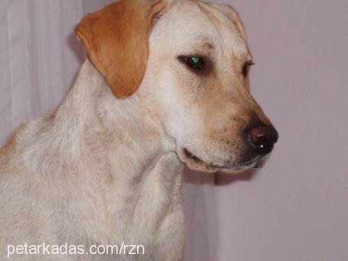 fıstık Dişi Labrador Retriever