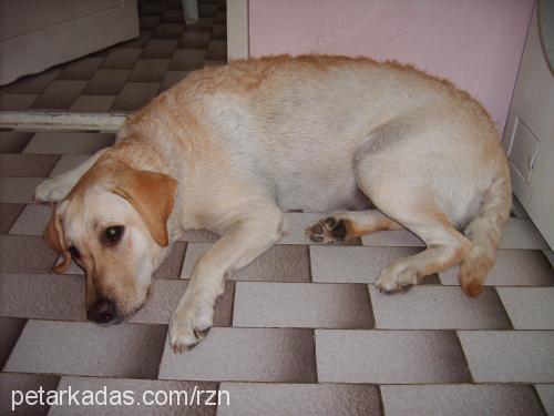 fıstık Dişi Labrador Retriever