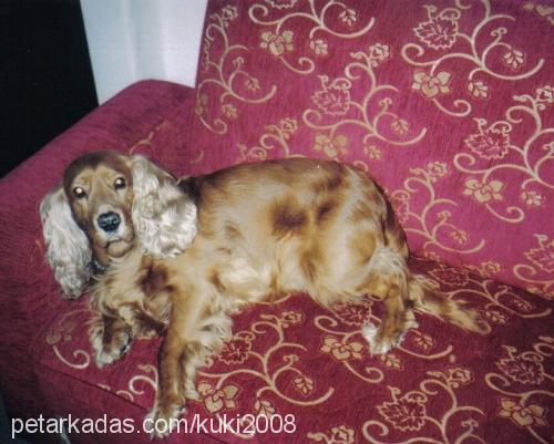 kuki Erkek İngiliz Cocker Spaniel