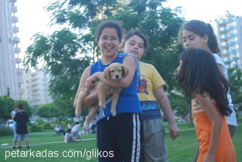 wendy Dişi Golden Retriever