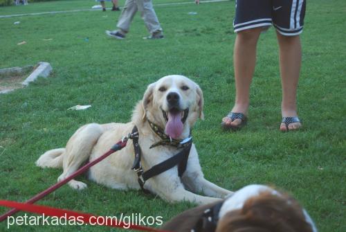 goldie Erkek Labrador Retriever