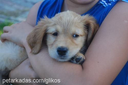 wendy Dişi Golden Retriever