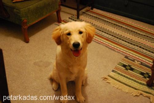 tarçın Dişi Golden Retriever