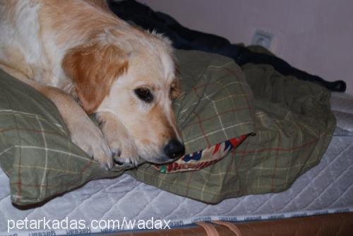 tarçın Dişi Golden Retriever