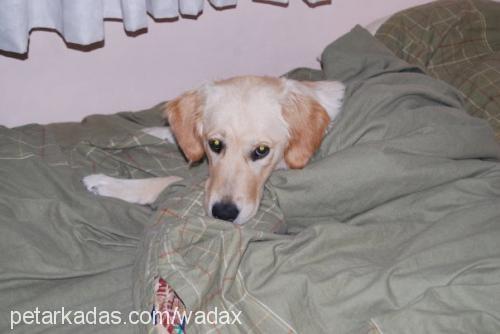 tarçın Dişi Golden Retriever