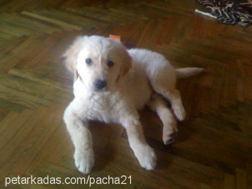 pachapaŞa Erkek Golden Retriever