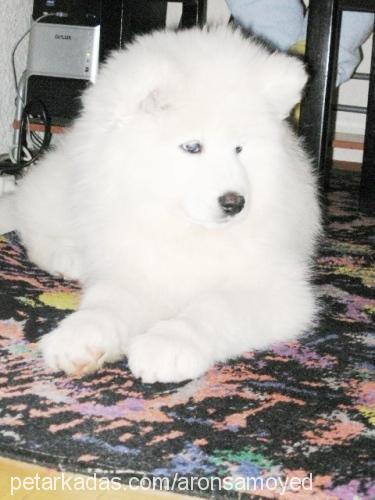 samoyed Dişi Samoyed