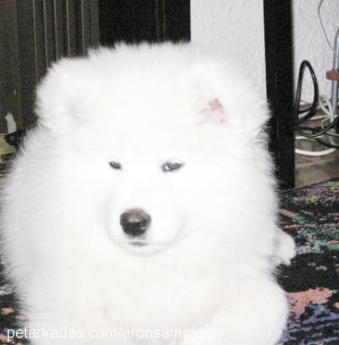 samoyed Dişi Samoyed