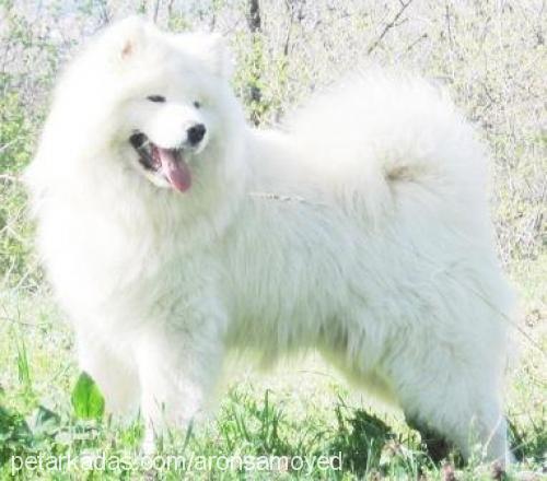 samoyed Dişi Samoyed