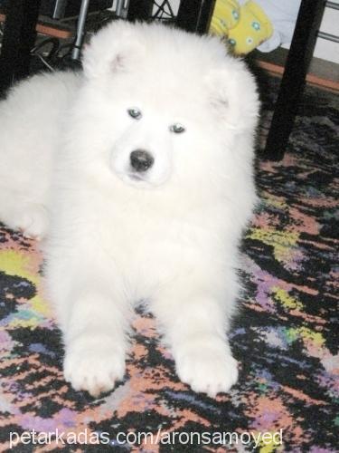 samoyed Dişi Samoyed