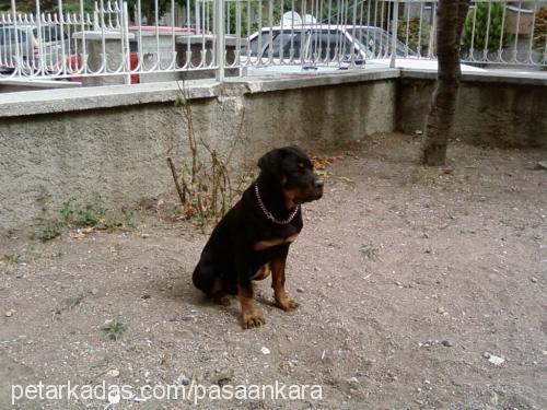 naz Dişi Rottweiler