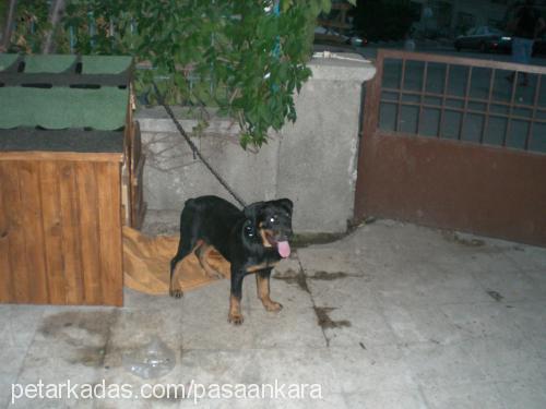 naz Dişi Rottweiler