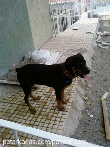 naz Dişi Rottweiler