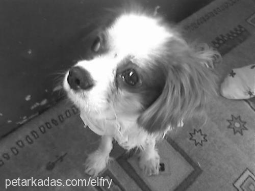 mailo Erkek Cavalier King Charles Spanieli