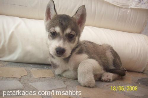 racky Erkek Sibirya Kurdu (Husky)