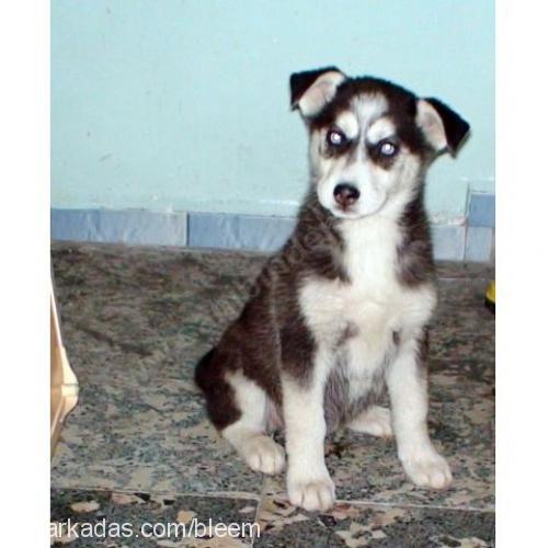 ice Dişi Sibirya Kurdu (Husky)