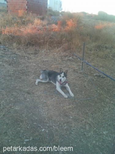 ice Dişi Sibirya Kurdu (Husky)