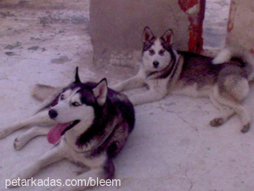 ice Dişi Sibirya Kurdu (Husky)