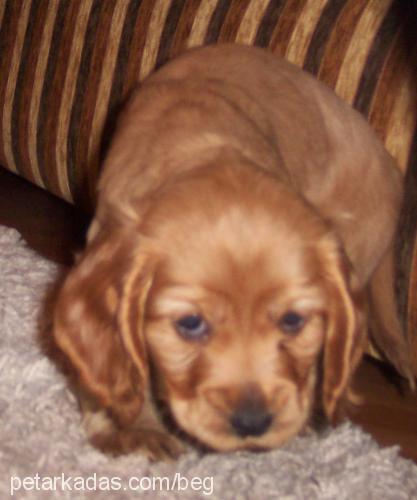 reçel Dişi İngiliz Cocker Spaniel