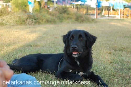 maya Dişi Golden Retriever