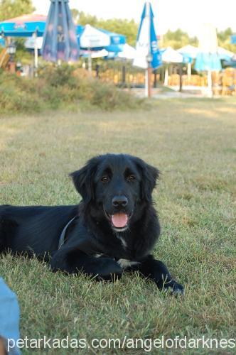 maya Dişi Golden Retriever