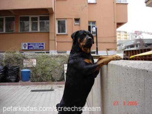 ares Erkek Rottweiler