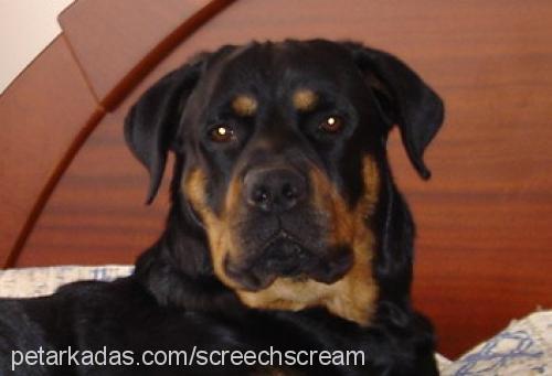 ares Erkek Rottweiler