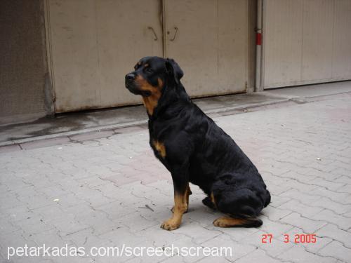 ares Erkek Rottweiler