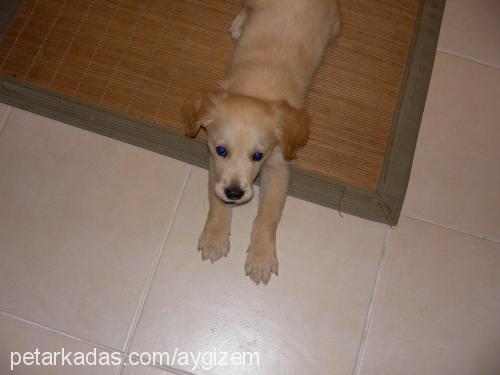 pascall Erkek Golden Retriever