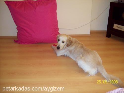 pascall Erkek Golden Retriever