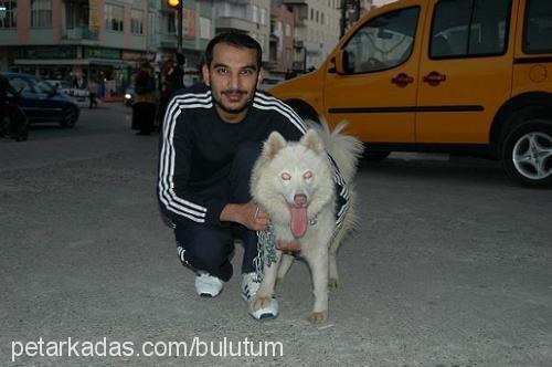 bulut Dişi Samoyed