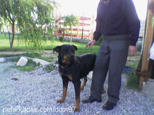 tina Dişi Rottweiler