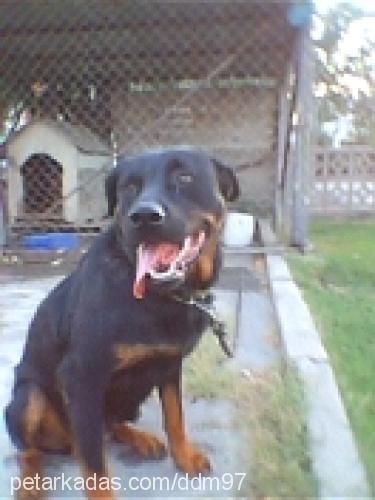 tina Dişi Rottweiler