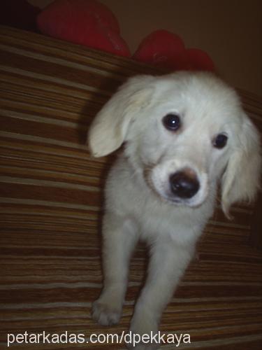 hera Dişi Golden Retriever