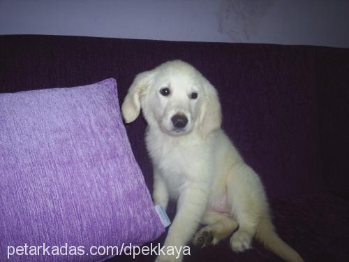 hera Dişi Golden Retriever