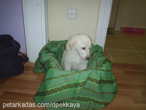 hera Dişi Golden Retriever