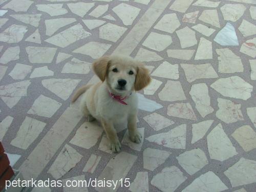 daisy Dişi Golden Retriever