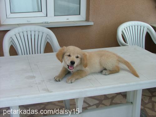 daisy Dişi Golden Retriever