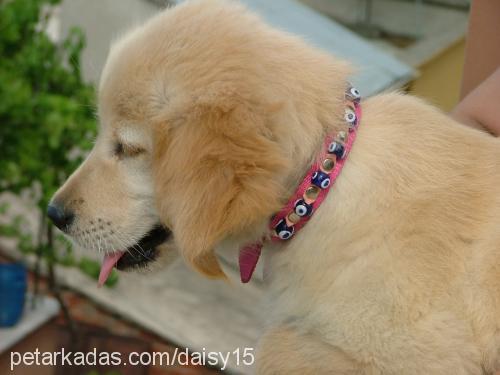 daisy Dişi Golden Retriever