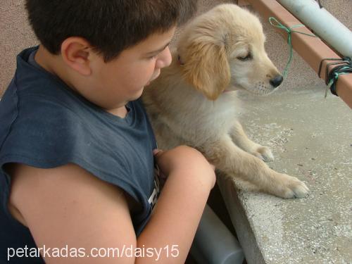 daisy Dişi Golden Retriever